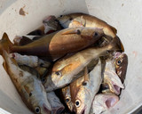 A picture of step 1 of Pouting Sauté (a family of cod).