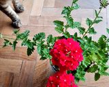 Foto del paso 2 de la receta: Galletas con flores naturales 🌸 Masitas especial Primavera 🌺