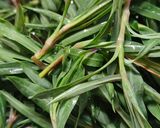A picture of step 2 of Frittata with Silene (Stridoli).