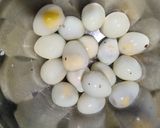 Foto langkah ke 1 dari resep Semur Bola Daging Telur Puyuh | Menu padat gizi bisa untuk BB booster anak.