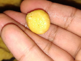 Kesar Milk Peda