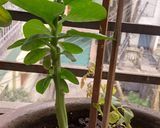পুঁই পাতার বড়া (pui patar bora recipe in Bengali) রেসিপি ধাপ - 1 ছবি
