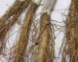 A picture of step 2 of Seasonal Spring Taste! Boiled Young Burdock (Leafy Burdock).