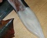 A picture of step 4 of How to Skin a Japanese Squid.