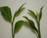 A picture of step 1 of Home-Grown Fresh Green Tea: How to Process Freshly Picked Green Tea Leaves In a Microwave.