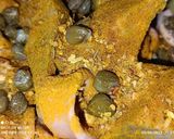 Foto del paso 5 de la receta: Cananas en salsa de curry y mostazas 🎉🎉🎉🎉