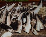 Foto del paso 1 de la receta: Shuan de hongos portobello