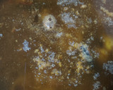 Foto del paso 4 de la receta: Guiso de lubina con marisco