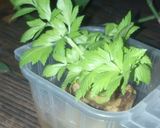 A picture of step 3 of Regrow store bought Celery.
