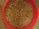 Quinoa tricolore con peperoni e tonno