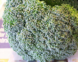 A picture of step 5 of The Best Way To Keep Broccoli Fresh!.