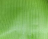 Foto langkah ke 3 dari resep #46. Barongko pisang kepok (khas makassar).