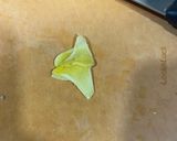 麻油高麗菜豬的食譜步驟3照片
