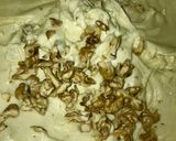 Foto del paso 3 de la receta: Budín de Vainilla, Nuez y Semillas