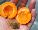 A picture of step 5 of Apricots In Syrup.