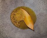 A picture of step 2 of Cabbage matar curry.