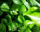 Miang Kham /Thai Appetizer recipe step 1 photo