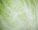 A picture of step 1 of Eat a Whole Lettuce! Mixed with Shio-Kombu.