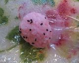 A picture of step 3 of Cute Bite-Sized Strawberry Onigiri (Rice Balls).