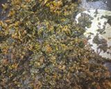 A picture of step 2 of Aloo methi.