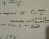 A picture of step 6 of Pumpernickel Bread.