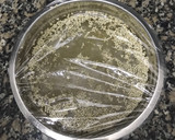 Foto del paso 1 de la receta: Pizza base de quinoa