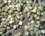A picture of step 1 of Okra noodles and cheese.