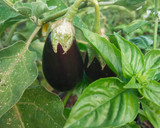 Foto del paso 2 de la receta: Fideuá de la Huerta Regenerativa