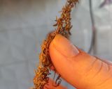 Foto del paso 4 de la receta: Choricitos al vino blanco (🌱) (vegano)