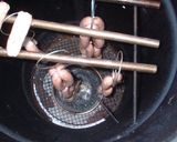 A picture of step 8 of Homemade Sausage.