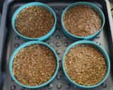 Foto del paso 2 de la receta: Hamburguesas con timbal de arroz (versión postre)
