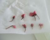 A picture of step 9 of Bean Paste Buns for Cherry Blossom Viewing.