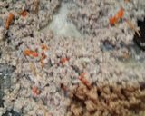 Foto langkah ke 2 dari resep Buncis saus daging cincang.
