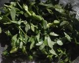 A picture of step 4 of Bathua Methi puri.