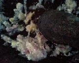 Foto langkah ke 2 dari resep Tahu isi 500an.