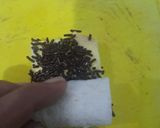 Foto langkah ke 3 dari resep 487. Puding Cake Roll.