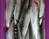 Foto del paso 1 de la receta: Sardiñas á brasa (sardinas a la brasa)