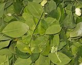 A picture of step 1 of Moringa Tea For Weightloss.