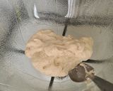 Foto del paso 4 de la receta: Pizza, masa madre y todos los detalles