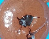 Foto langkah ke 5 dari resep Brownies Homemade (ala aman*a😄).