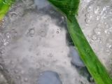 Klepon Bunga Telang (Boh Rom Rom Bunga Telang)