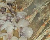 Foto del paso 3 de la receta Raya a la Sanluqueña