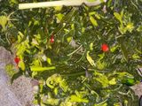 Sayur Tumis Bunga Pepaya (Tidak Pahit)