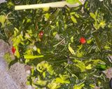 Foto langkah ke 5 dari resep Sayur Tumis Bunga Pepaya (Tidak Pahit).