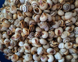 Foto del paso 1 de la receta: Caracoles pequeños de caldo, al estilo andaluz
