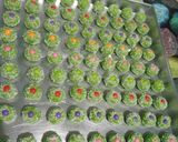 Foto langkah ke 5 dari resep Cookies Pandan.