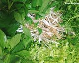Hình bước làm 2 của món Bún Bò Huế