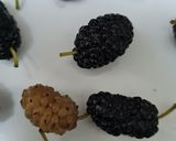 Foto del paso 1 de la receta: Licuado de moras silvestres y yogur casero 🩷🤍
