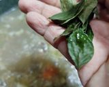 Foto langkah ke 5 dari resep Sup Iga Kacang Merah.