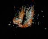 Garlic and Pepper Prawn Serve with Green Jasmine Rice recipe step 5 photo